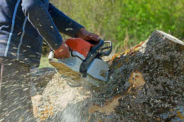  , USA Tree Removal Pros